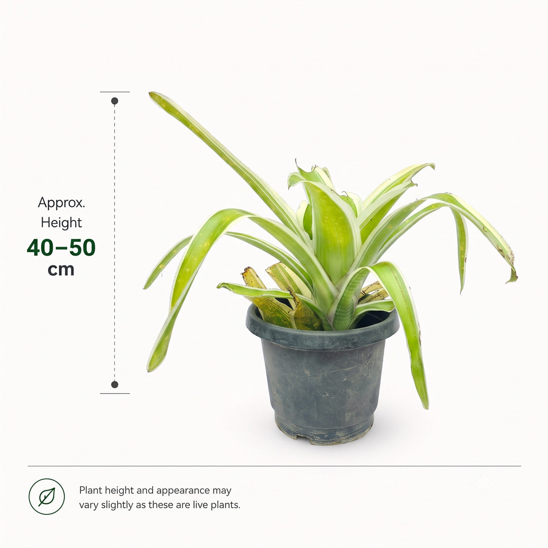 The Plantor
