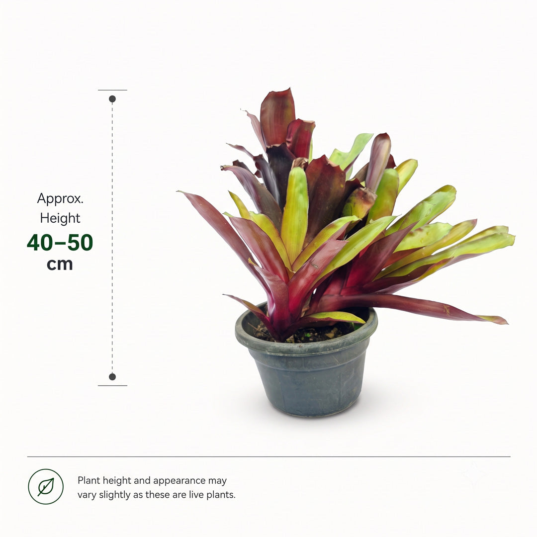 The Plantor