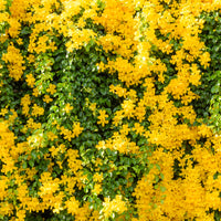 The Plantor