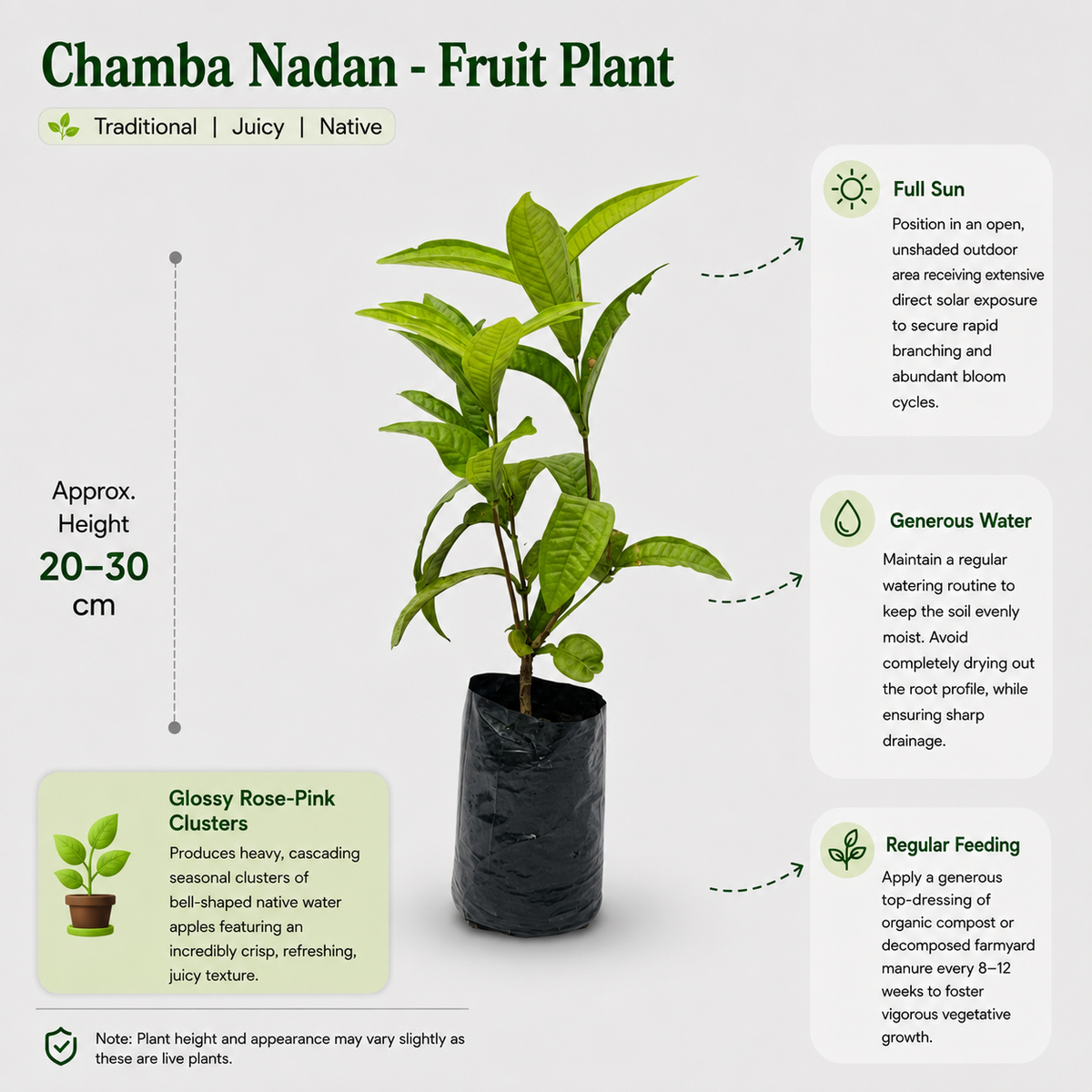 The Plantor