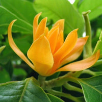 The Plantor