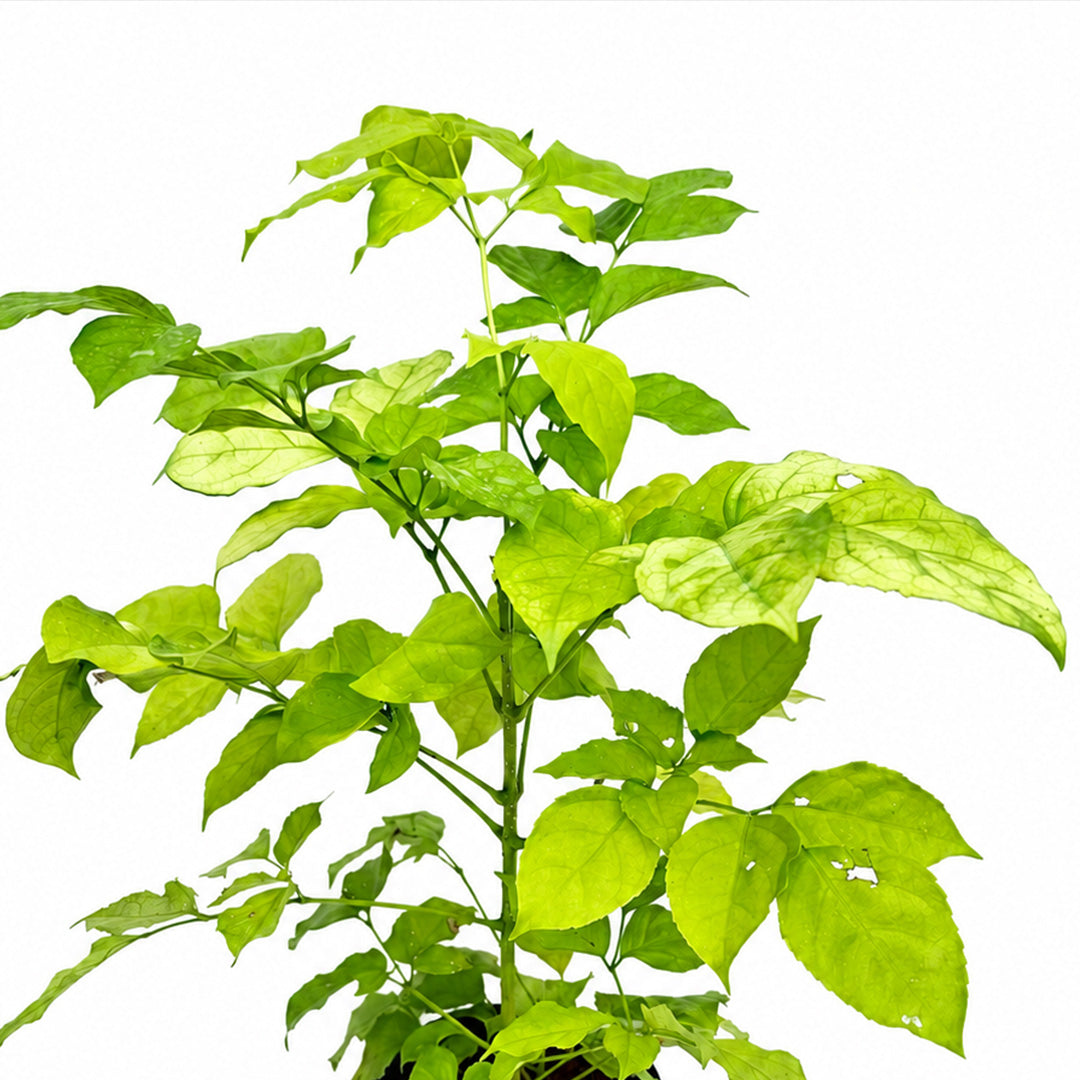 The Plantor