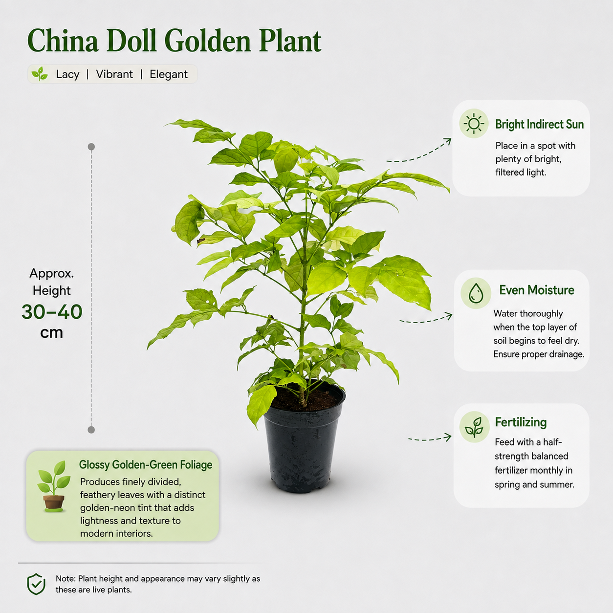 The Plantor