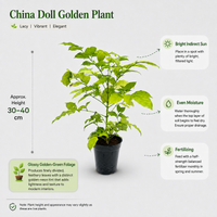 The Plantor