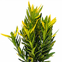 The Plantor