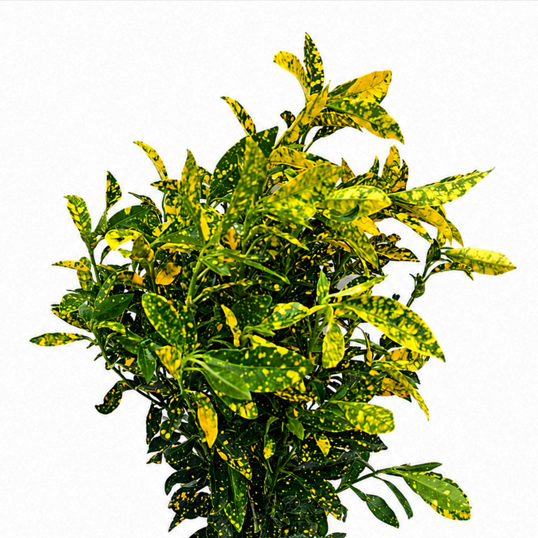 The Plantor