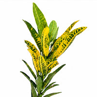 The Plantor