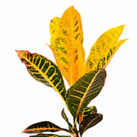 The Plantor