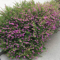 The Plantor