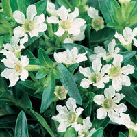 The Plantor