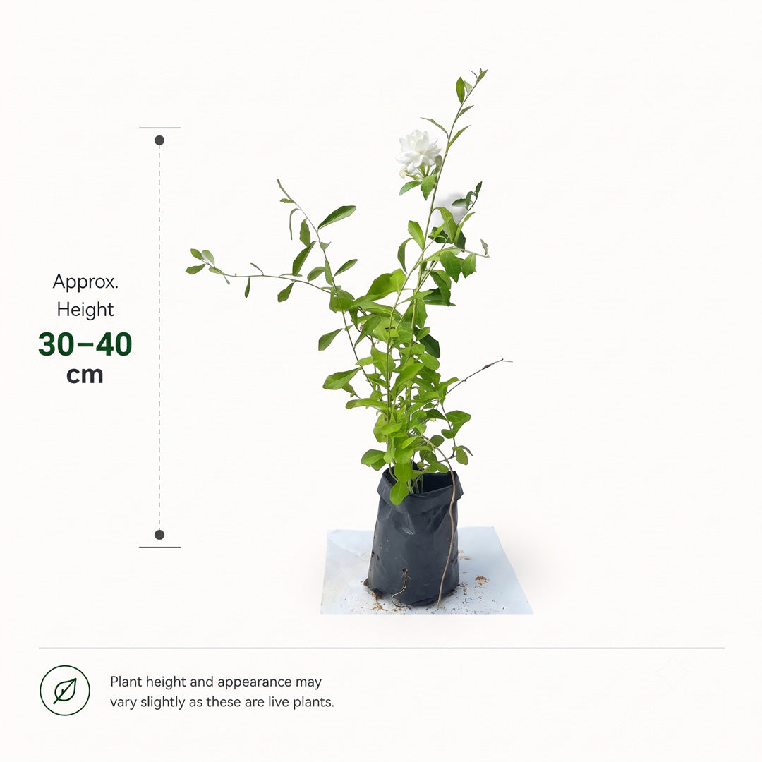 The Plantor