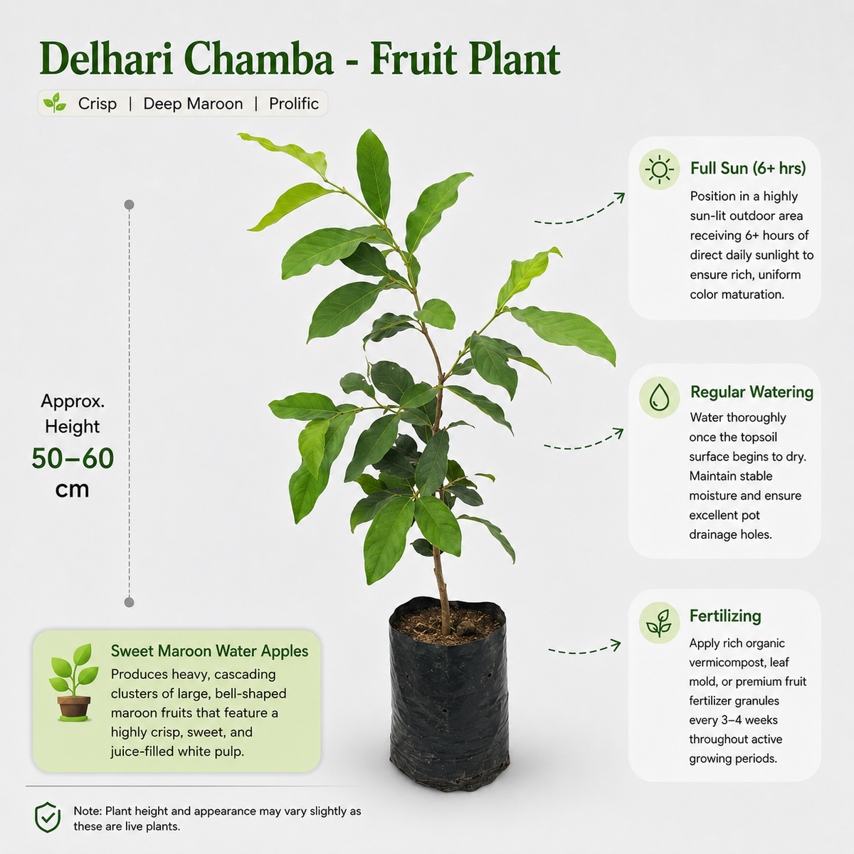 The Plantor