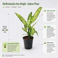 The Plantor