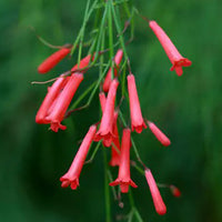 The Plantor