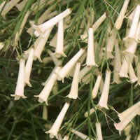 The Plantor