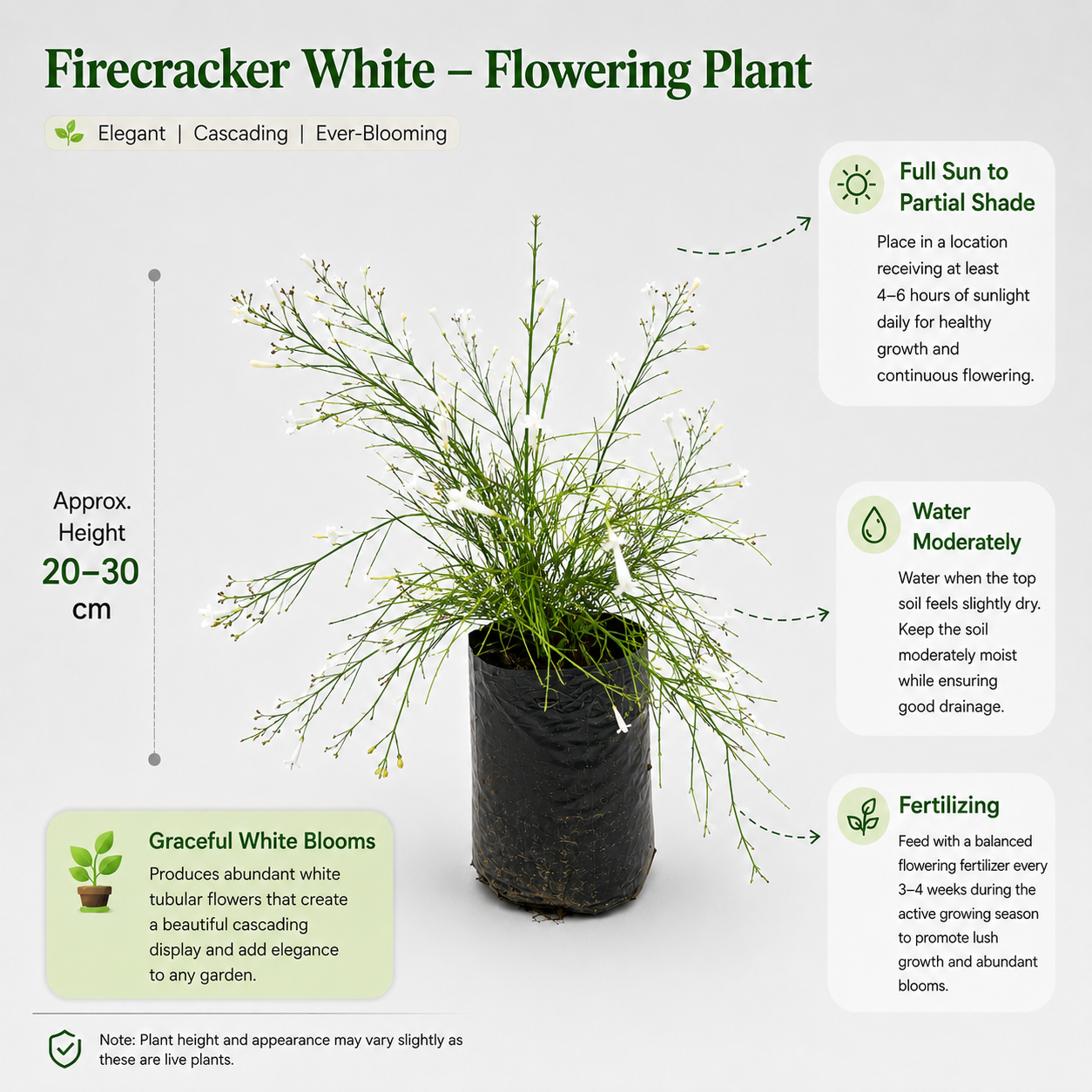 The Plantor