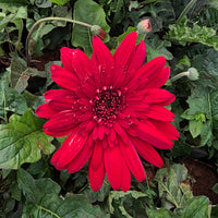 The Plantor