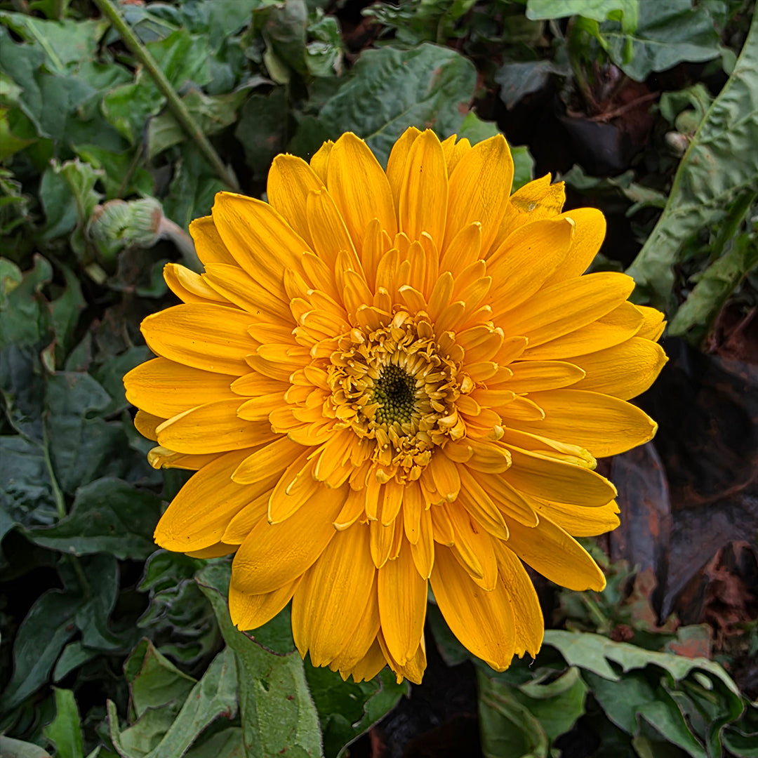 The Plantor