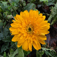 The Plantor