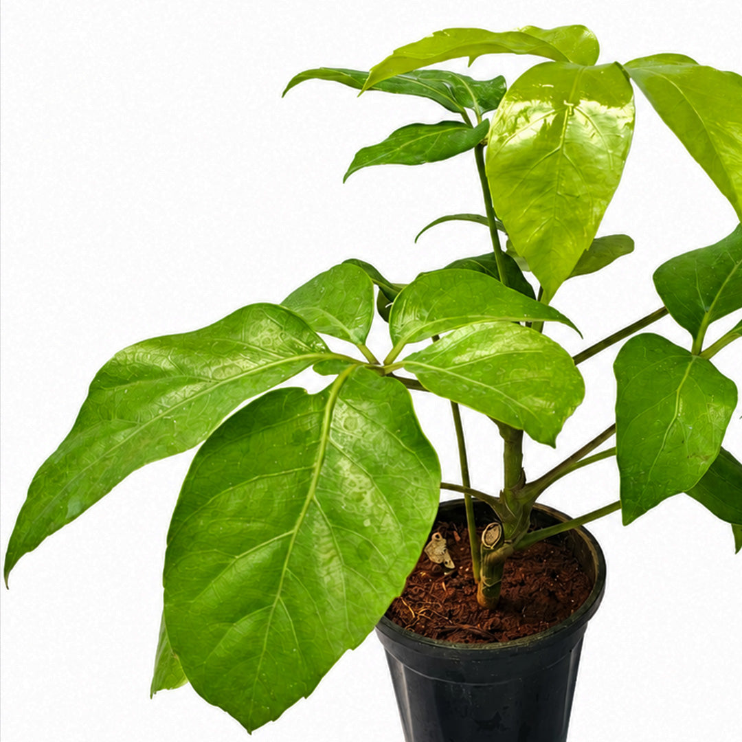 The Plantor