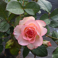 The Plantor