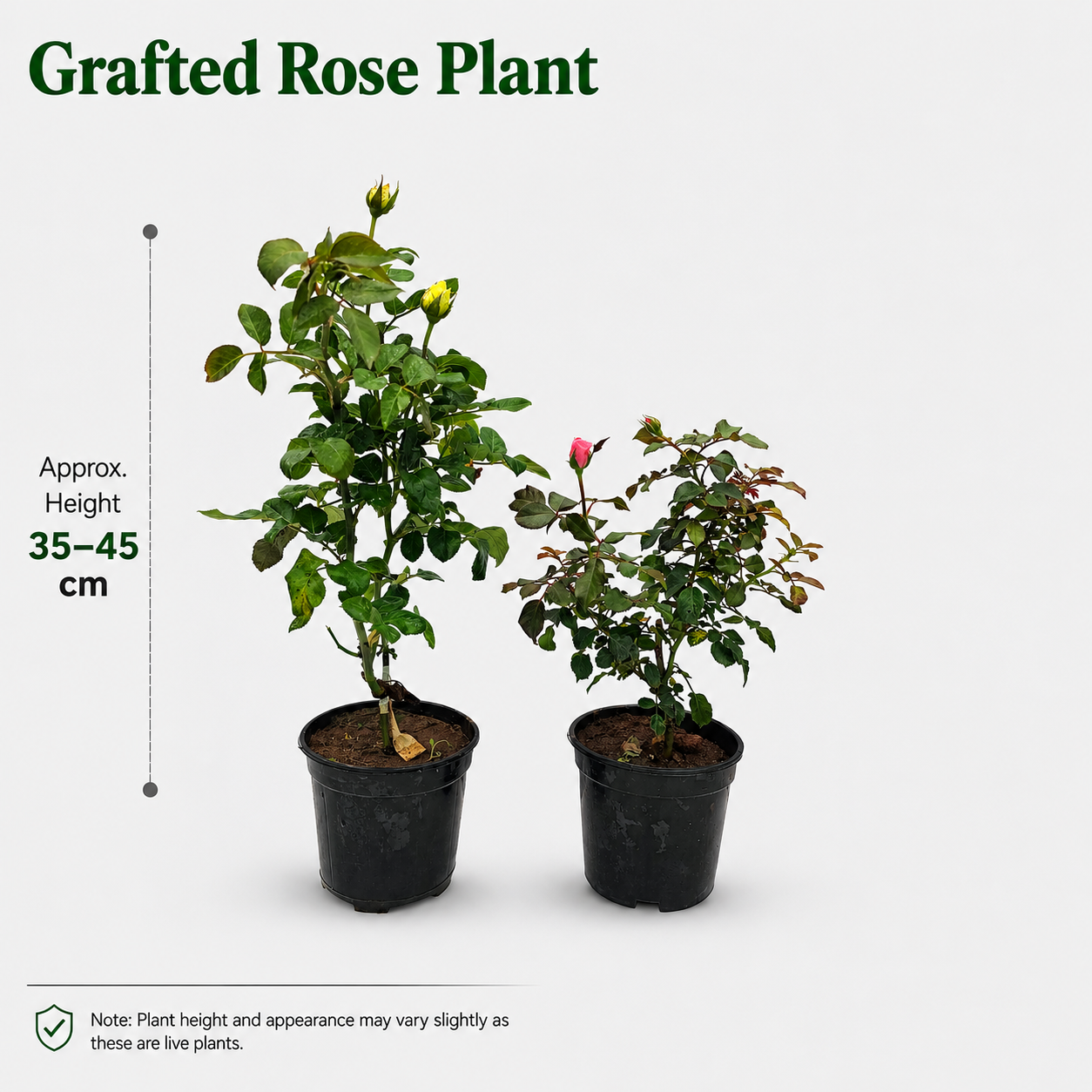 The Plantor