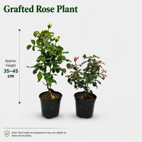 The Plantor