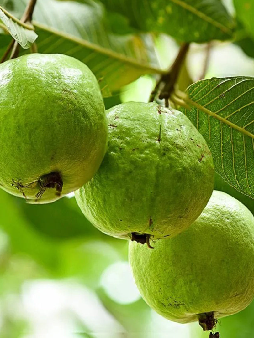 Guava L49 Fruit Plant