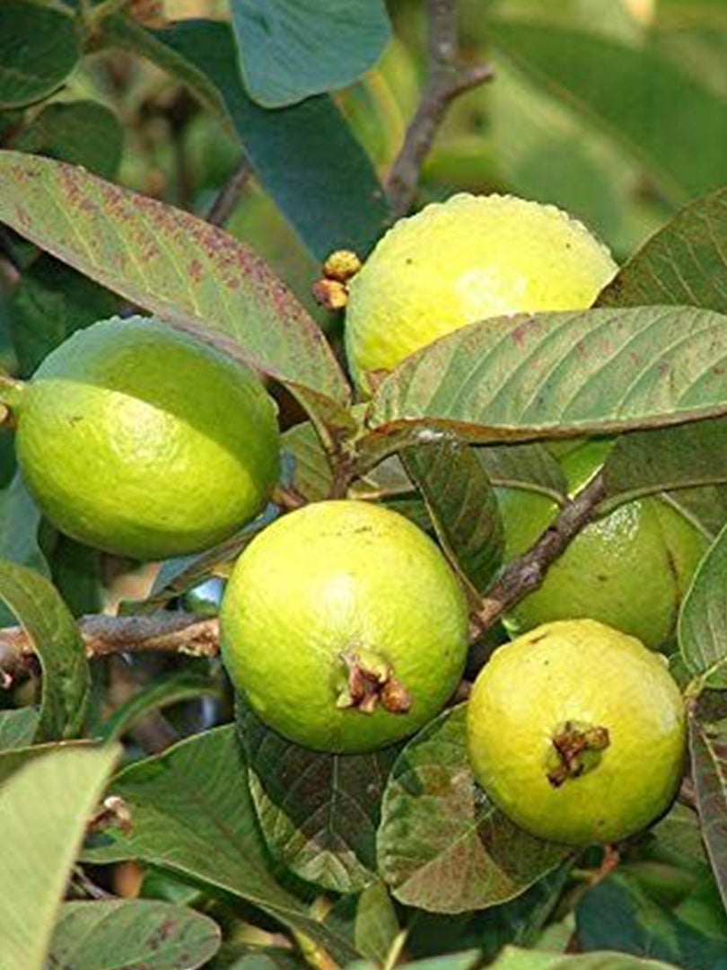 Guava Miniature Fruit Plant