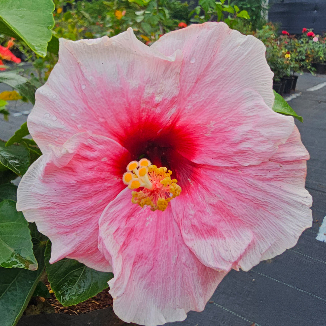 The Plantor