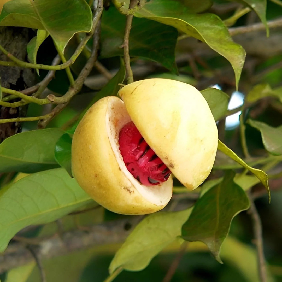 The Plantor