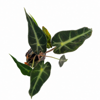 The Plantor