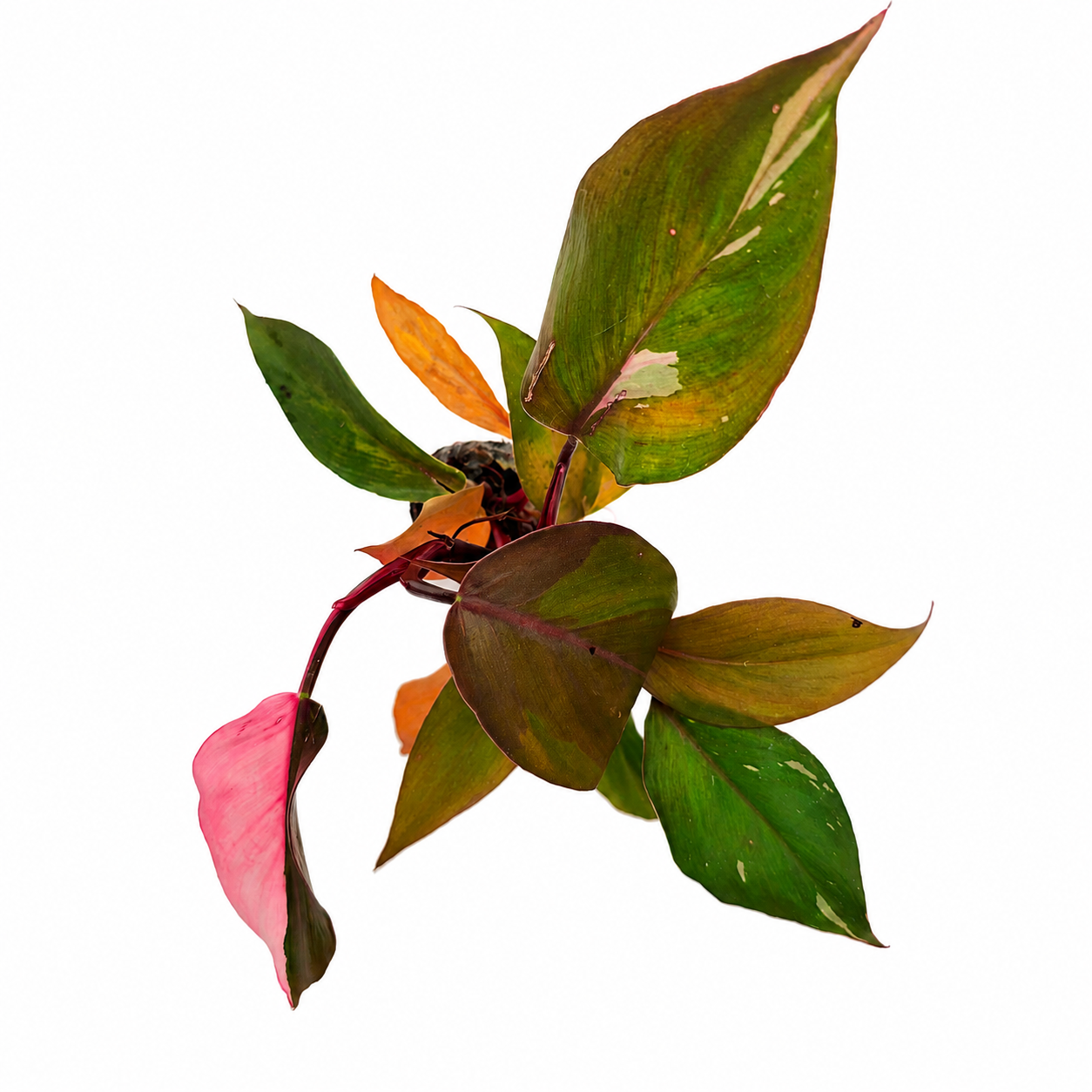 The Plantor