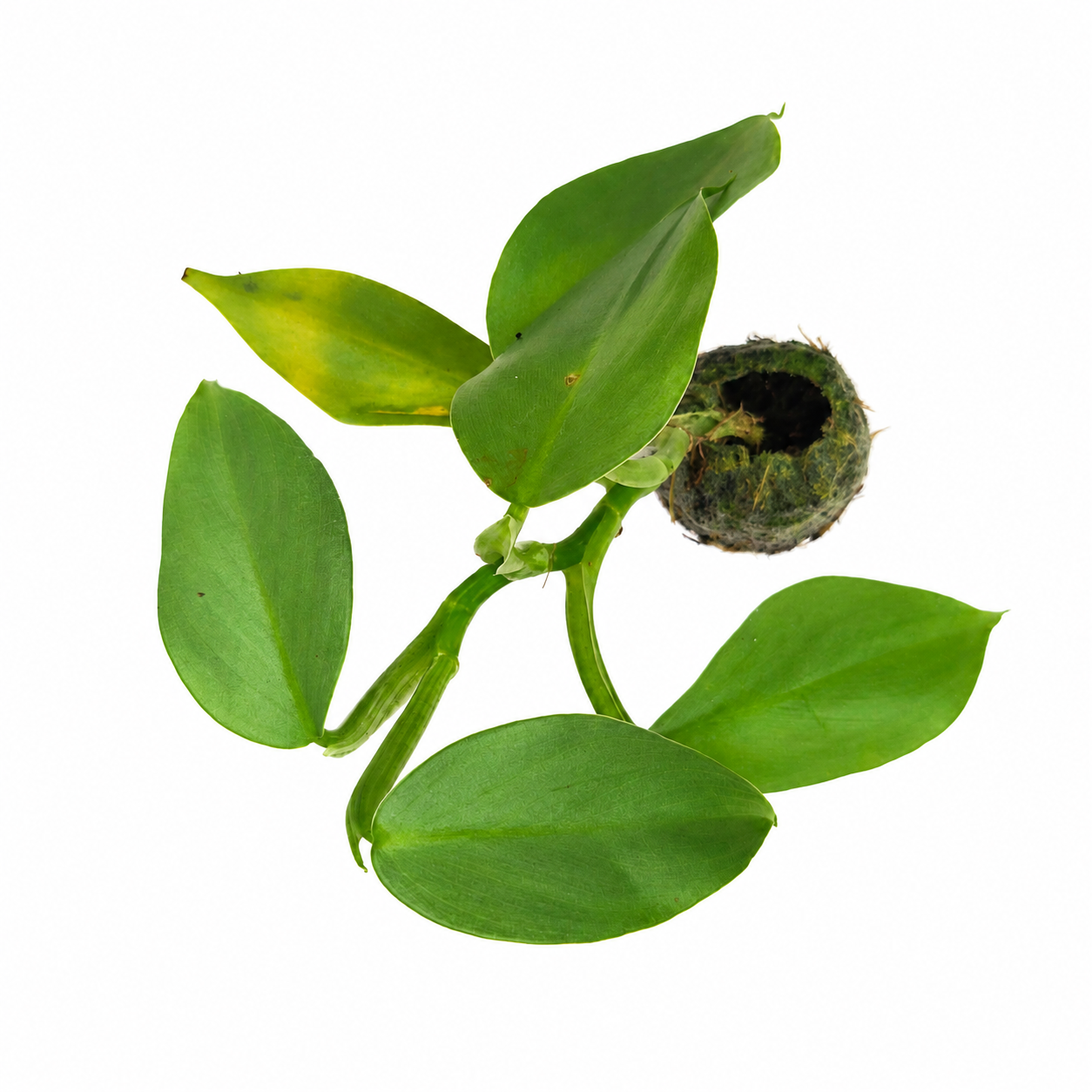 The Plantor