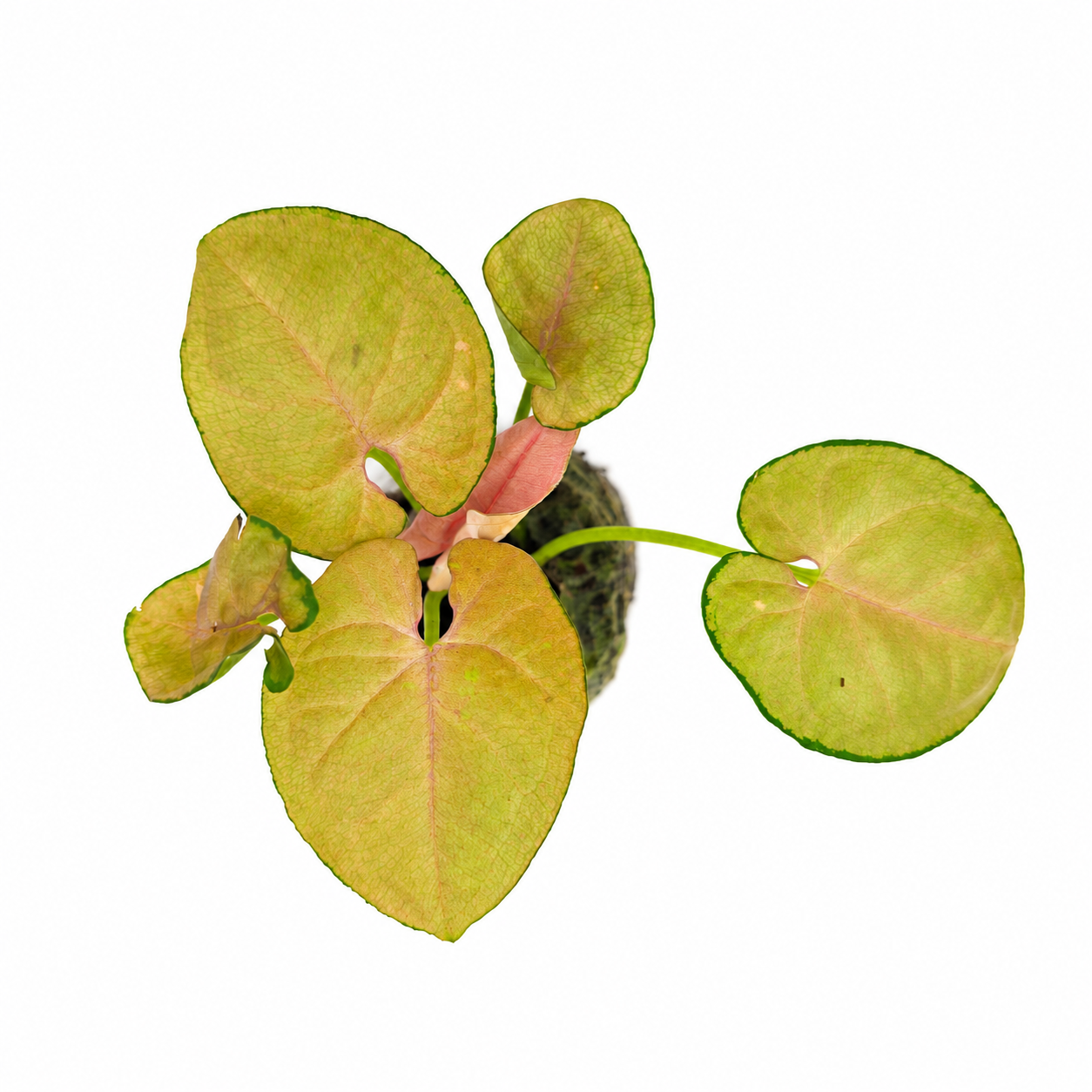 The Plantor