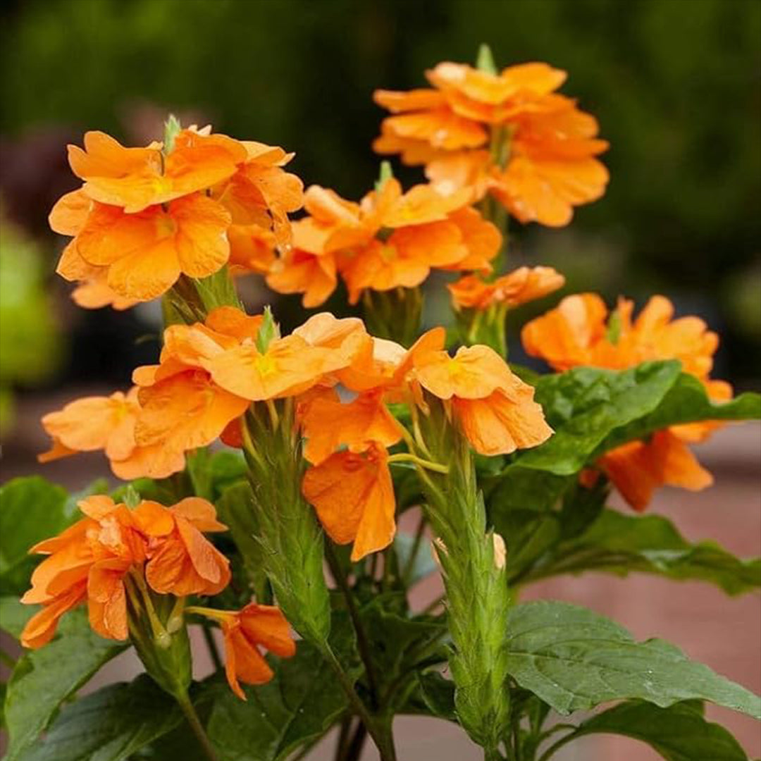 The Plantor