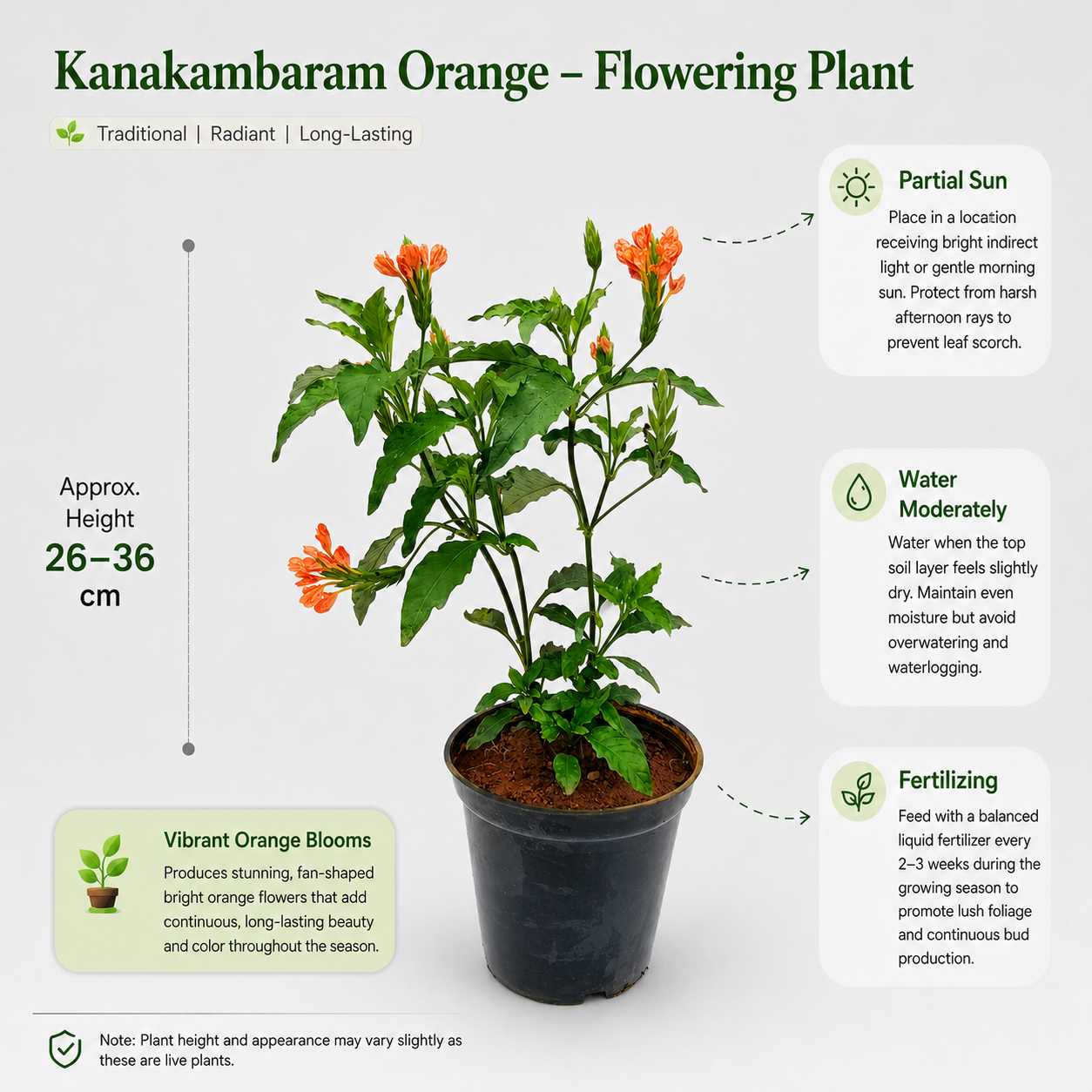 The Plantor