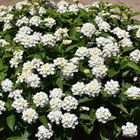 The Plantor