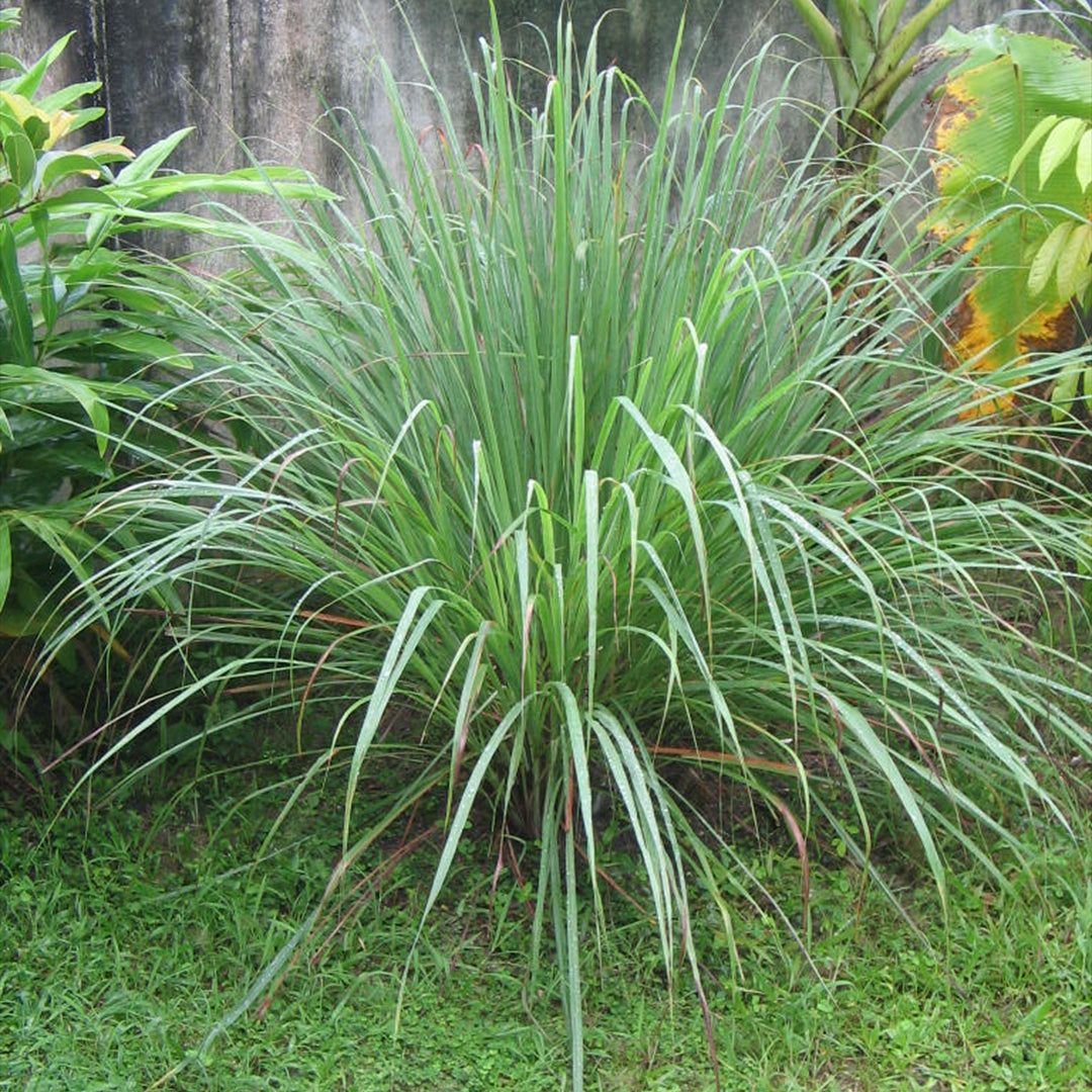 The Plantor