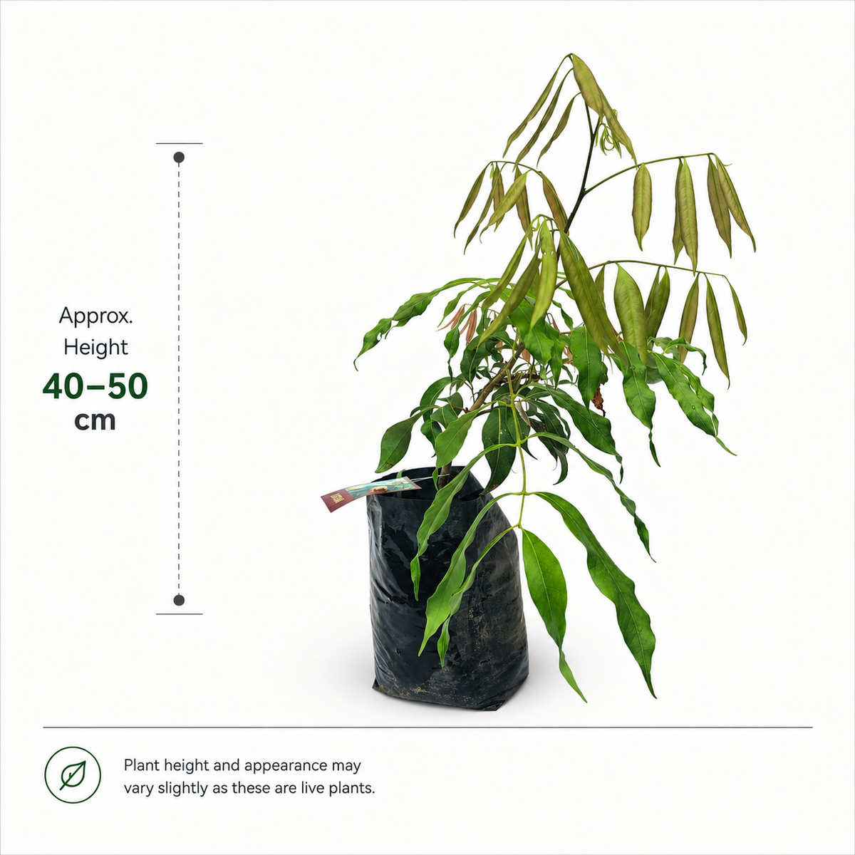 The Plantor