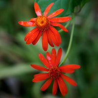 The Plantor