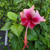 The Plantor