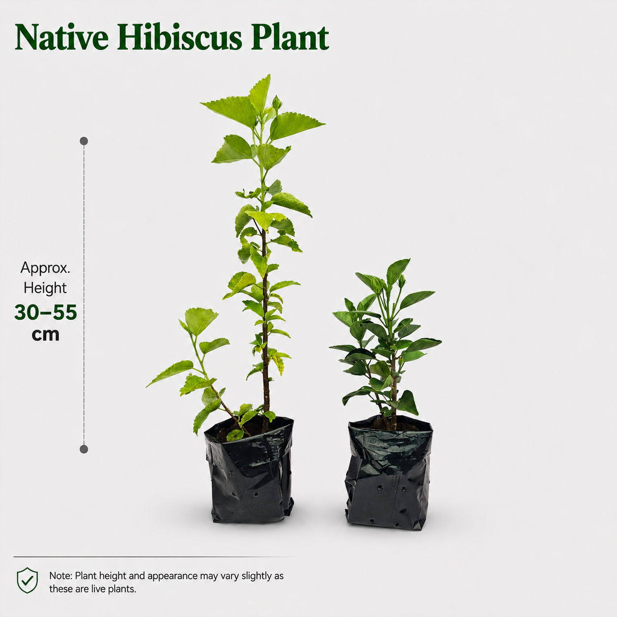 The Plantor