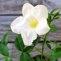 The Plantor