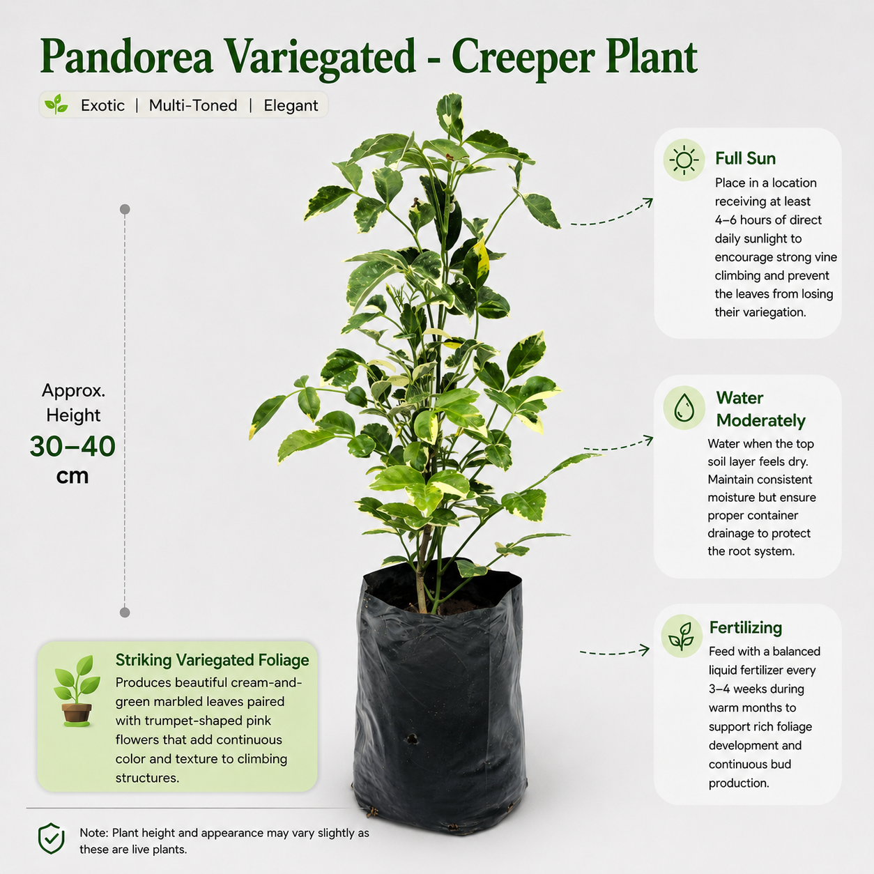 The Plantor