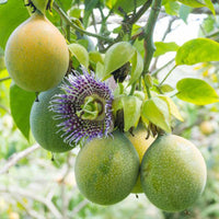 The Plantor