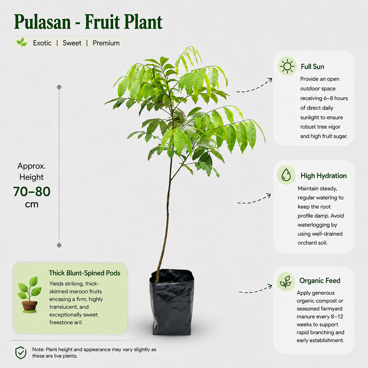 The Plantor