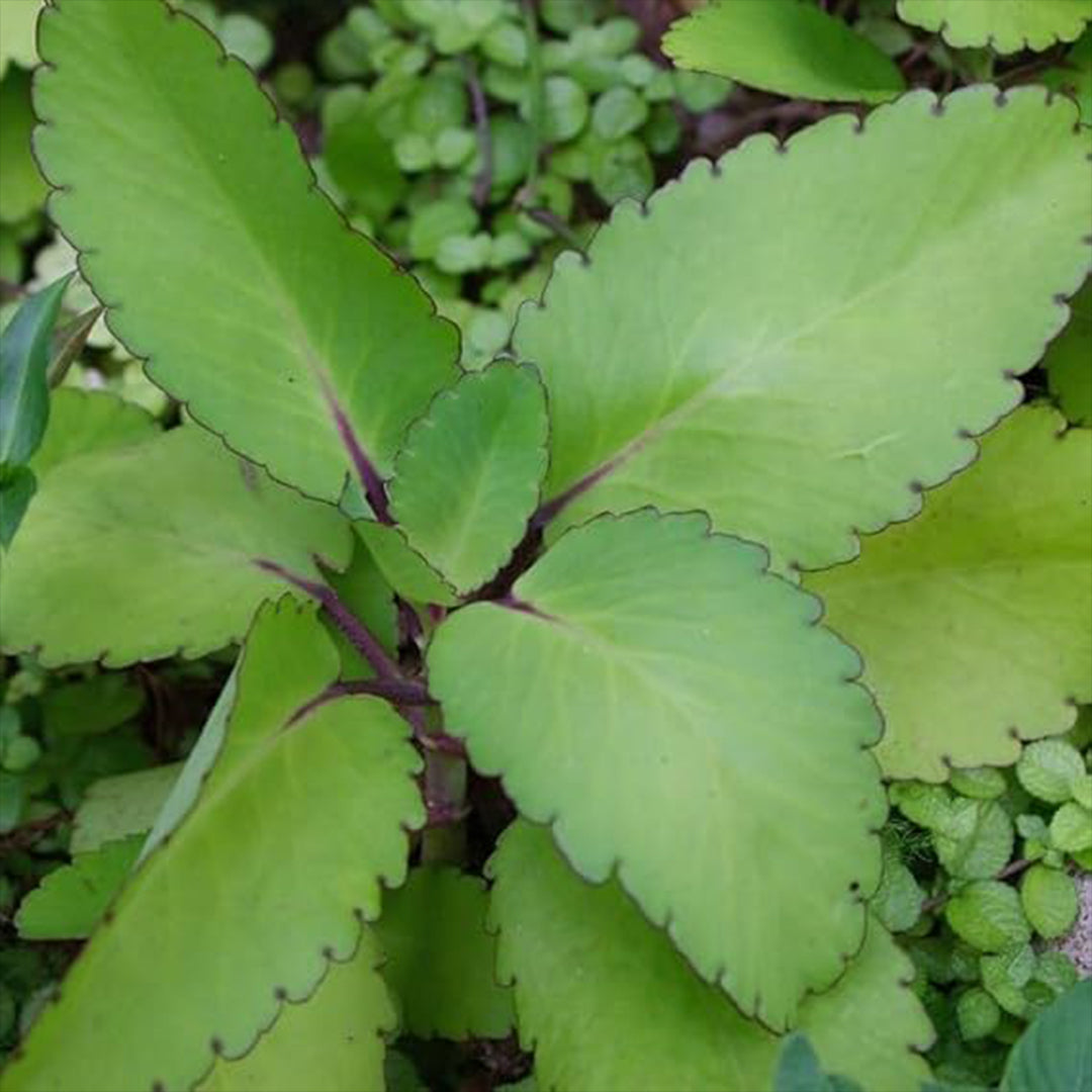 The Plantor