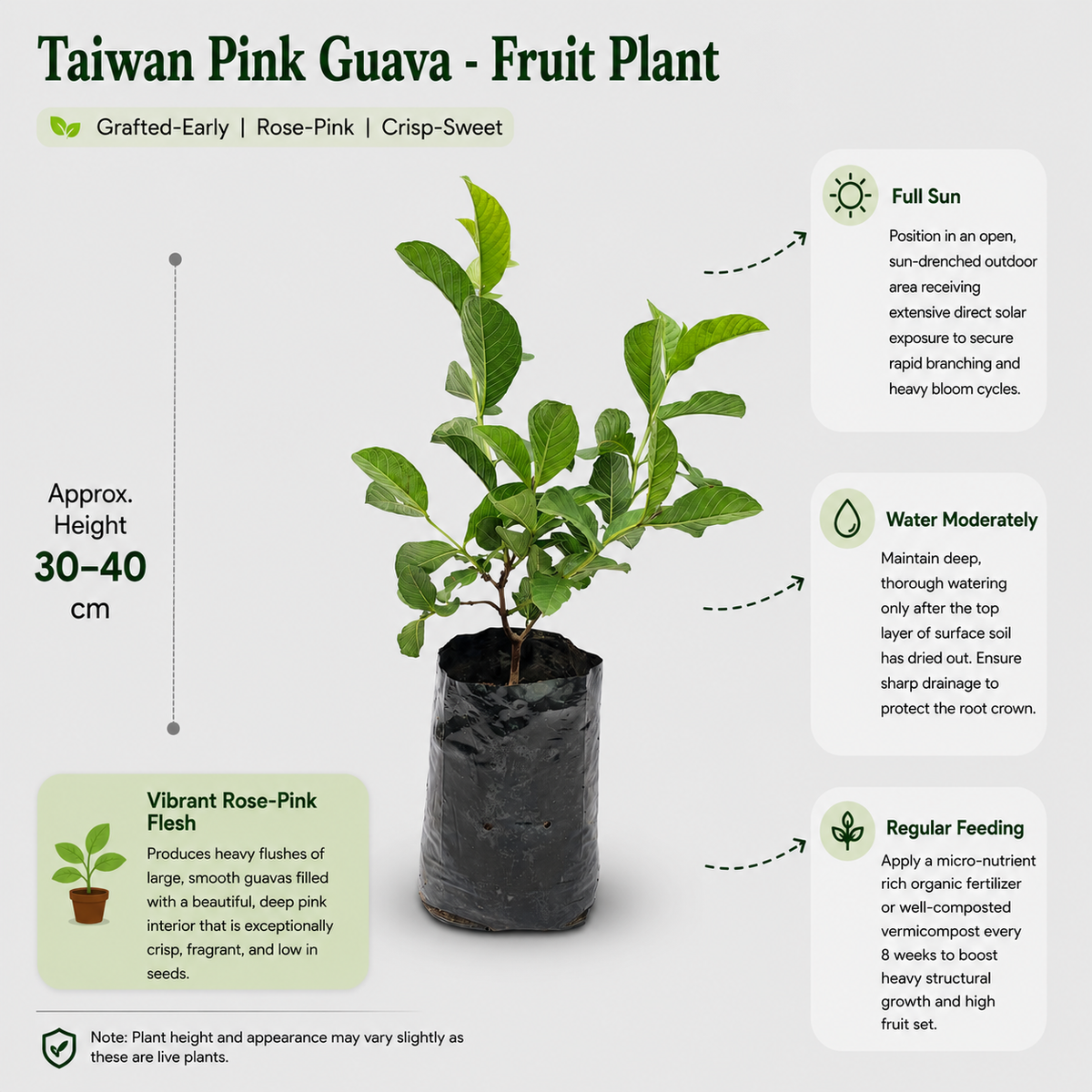 The Plantor