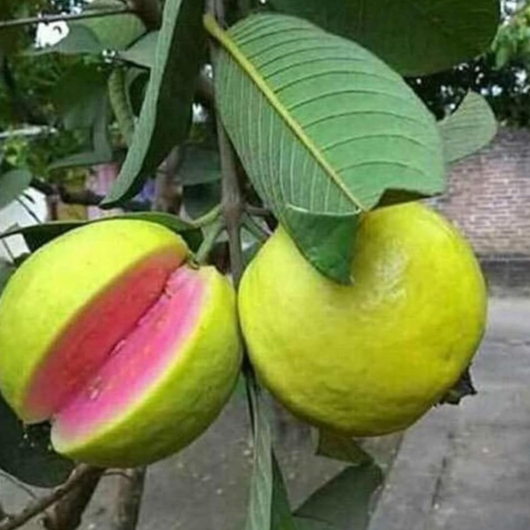 The Plantor